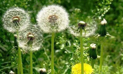 Dandelion Dandelion