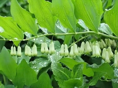 Solomon seal Solomon seal