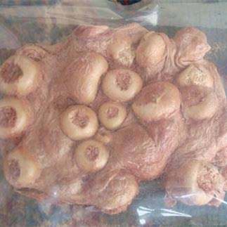 Sheep placenta Sheep placenta