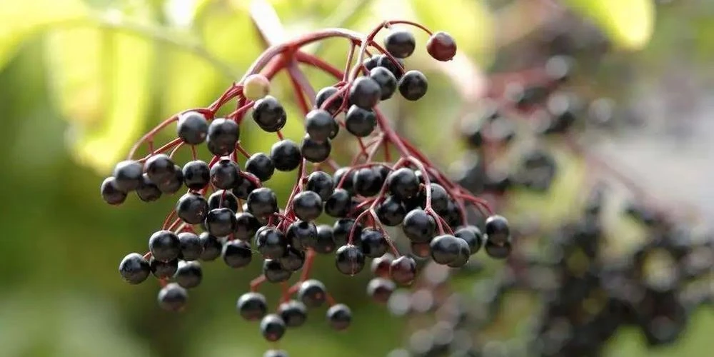 Elderberry extract 1