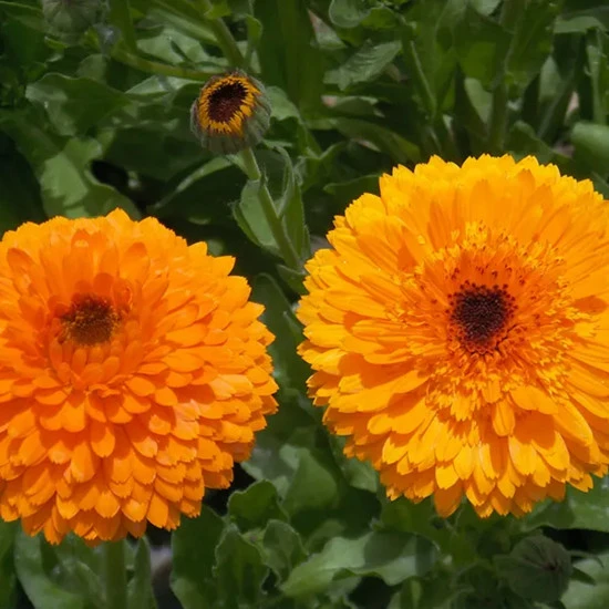 calendula flowers calendula flowers