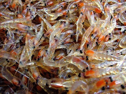 antarctic krill