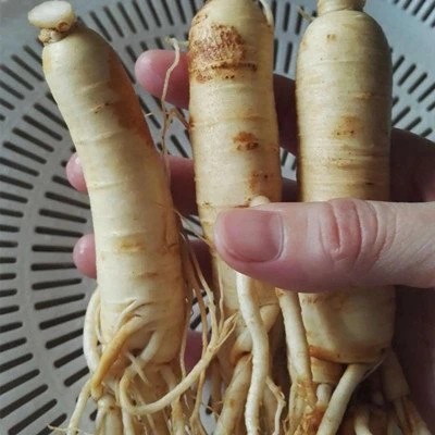 ginseng extract ginseng extract