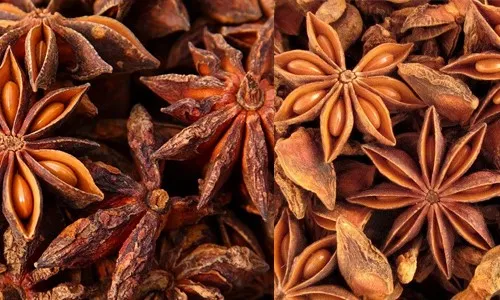 star anise extract2 star anise extract2